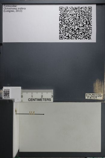 Media type: image; Entomology 510956